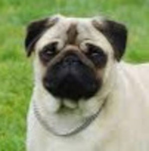 Meet your Posher, Audrey